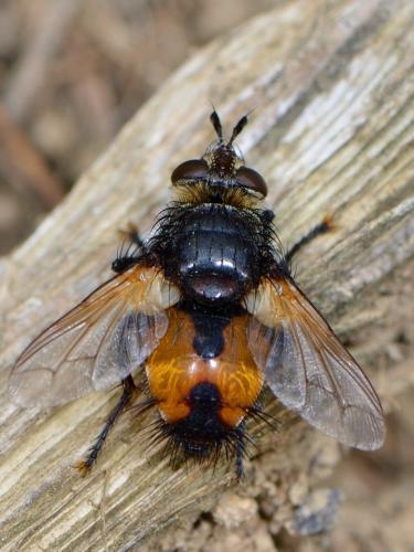 Nowickia ferox